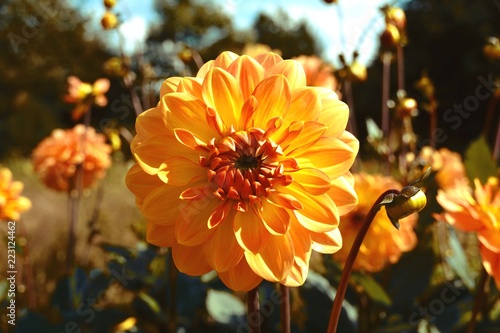 Fototapeta Naklejka Na Ścianę i Meble -  Dahlien Blumenstrauß - wunderschöner Spätsommer - Herbst