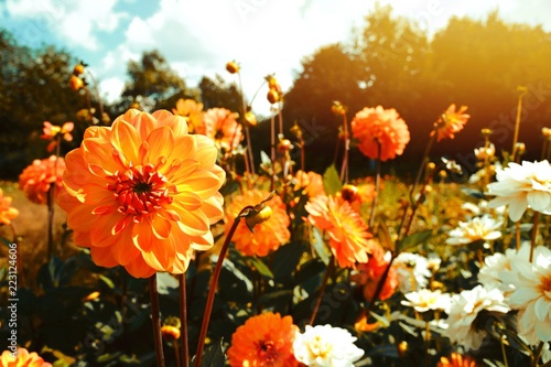 Fototapeta Naklejka Na Ścianę i Meble -  Dahlien Blumenstrauß - wunderschöner Spätsommer - Herbst
