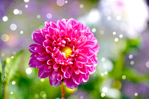 Fototapeta Naklejka Na Ścianę i Meble -  Dahlien Blumenstrauß - wunderschöner Spätsommer - Herbst