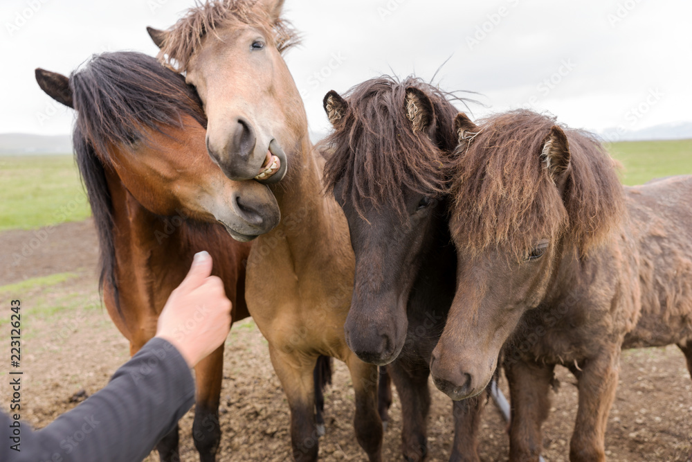 Obraz premium Young icelandic horses on the farm