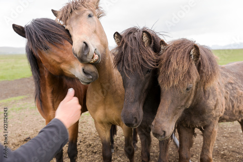 Fototapeta Naklejka Na Ścianę i Meble -  Young icelandic horses on the farm