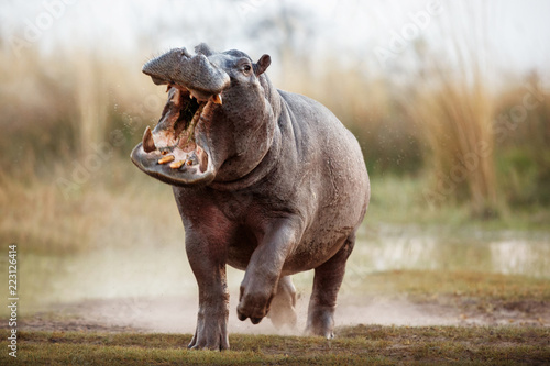 Valokuvatapetti Aggressive hippo male attacking the car