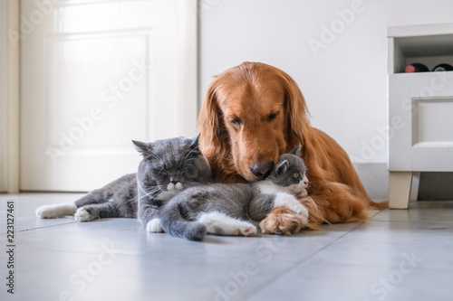 Golden retriever and British short Hairy Cat