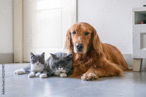 Golden retriever and British short Hairy Cat