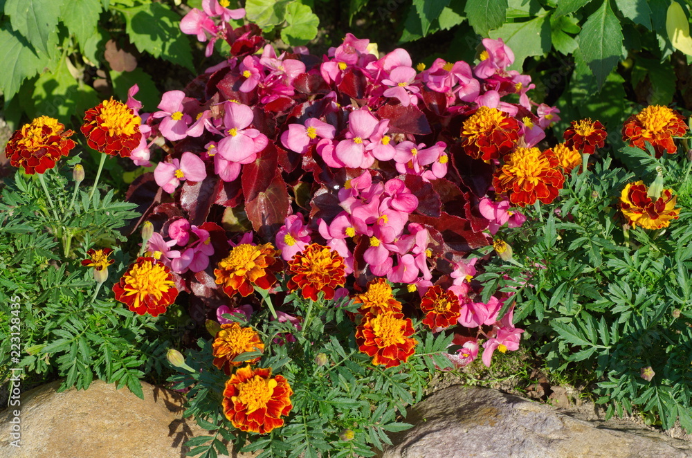 Begonia semperflorens and Tagetes on a flower bed in the garden