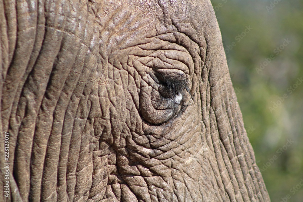 Elephant Elephant