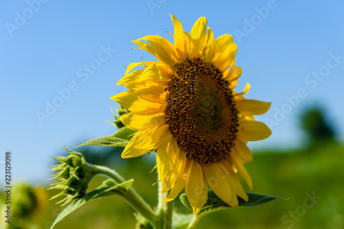 Fototapeta Naklejka Na Ścianę i Meble -  Sunflower in a garden on summer day