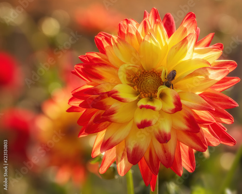 Fototapeta Naklejka Na Ścianę i Meble -  Red and yellow Dahilia with bee