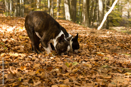 Perros olisqueando en un hayedo en otoño