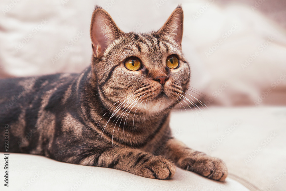 British Short hair cat with bright yellow eyes sitting on the blurred sofa. Tebby color, indoors, light - obrazy, fototapety, plakaty 