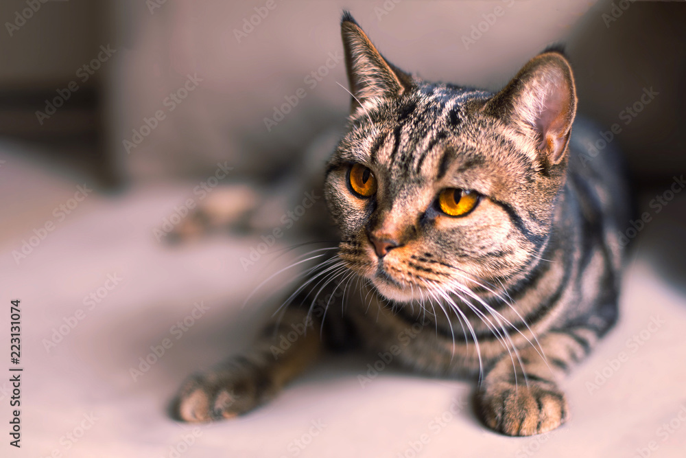 British Short hair cat with bright yellow eyes sitting on the blurred sofa. Tebby color, indoors, light