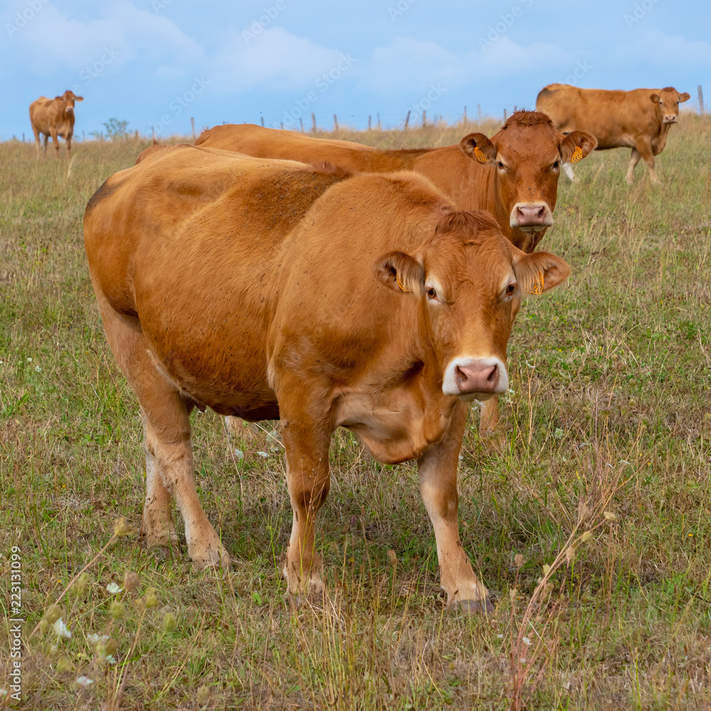 Limousin cows on a field in La Terrade, Limousin, Haute Vienne, France. Limousin cows on a field in La Terrade, Limousin, Haute Vienne, France.