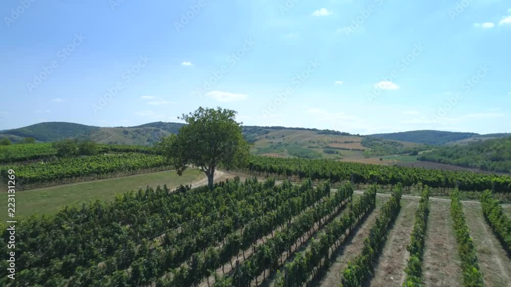 Aerial view on beautiful vineyard on the hill.
Aerial view on beautiful vineyard on the hill.