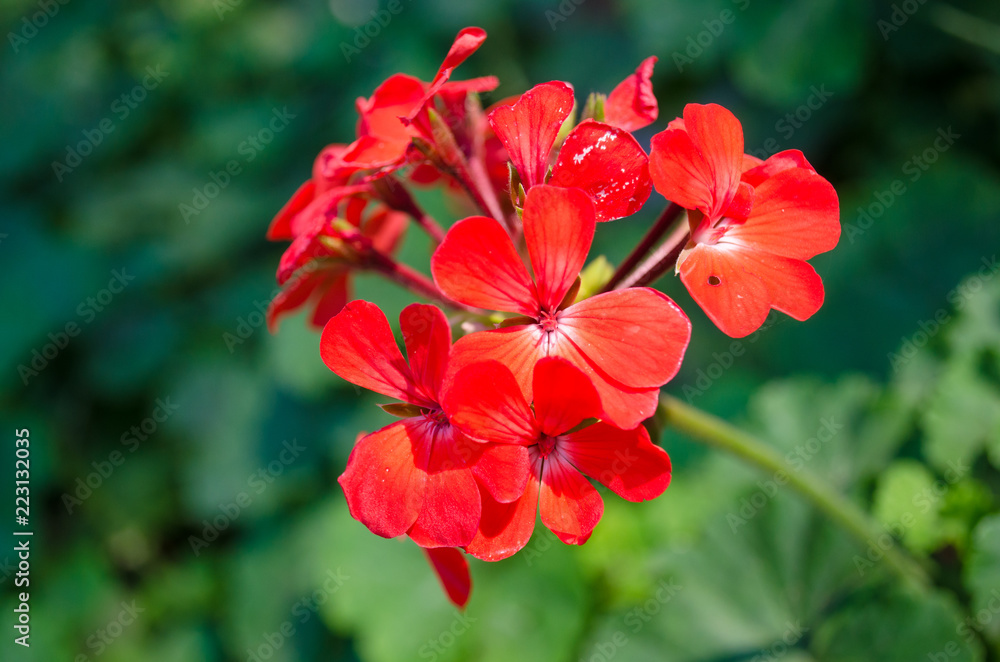 Obraz premium red flower on green leaf background