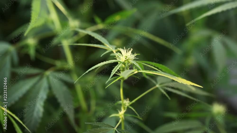 medical cannabis plant
