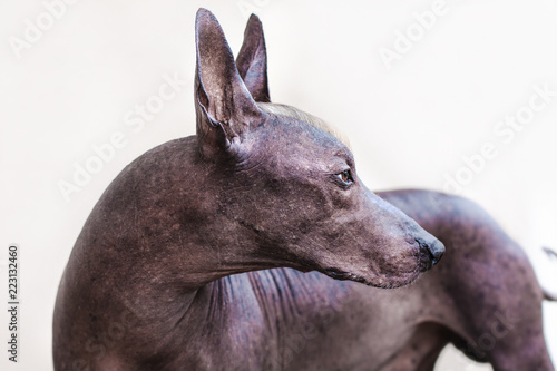The head of old dog Xolotizcuintle breed (Mexican Hairless Dog), of standard size, with red and white mohawk. Hairless skin of bronze color, ears up. Some age spots are visible on the skin.