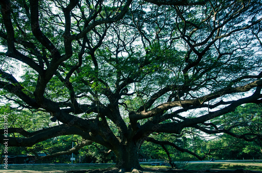 under of Rain tree with dark light at Kanchanaburi, Thailand under of Rain tree with dark light at Kanchanaburi, Thailand