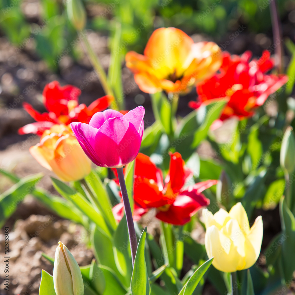 Fototapeta premium Group of coloured Tulip flower in a meadow