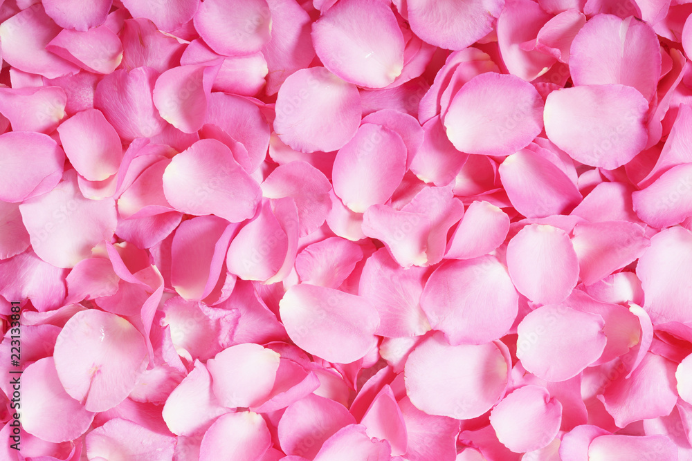 Obraz premium pink roses