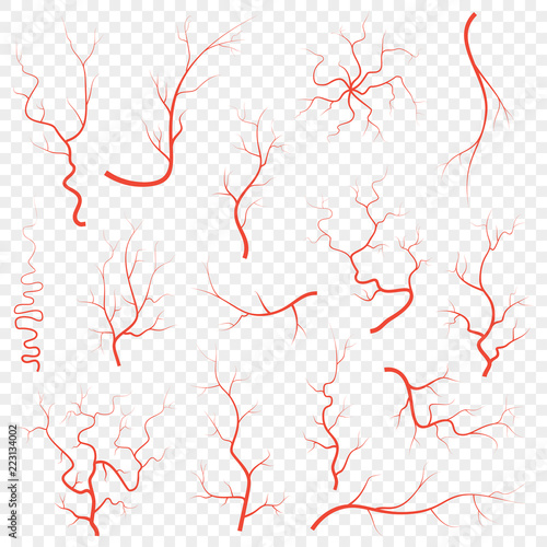 Human red eye veins set, anatomy blood vessel arteries illustration group. Vector medical eyeball vein arteries system map. Veins isolated on white background photo