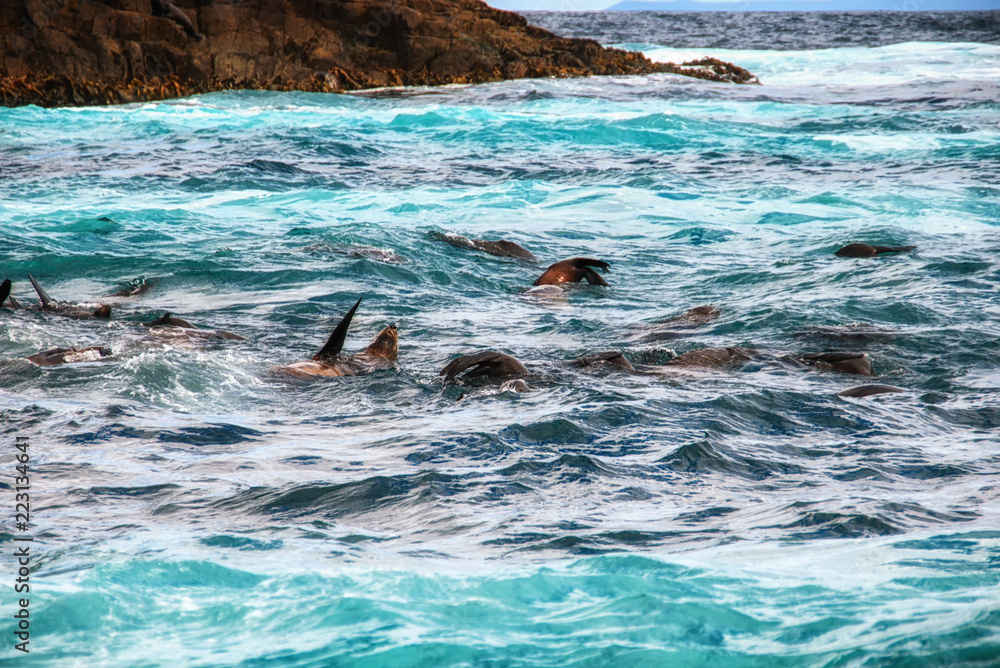 Fototapeta premium Foki w Parku Narodowym Abel Tasman