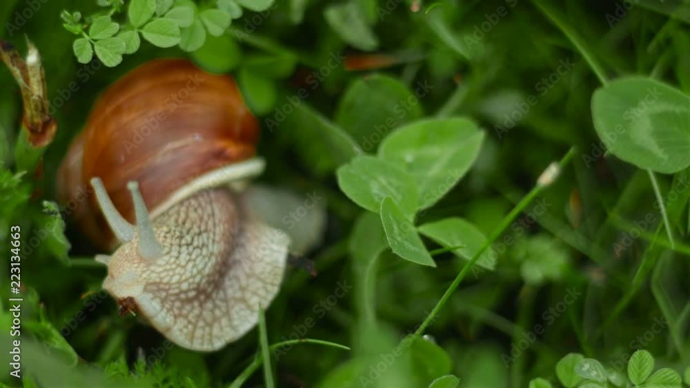 the cochlea creeps and eats in the grass the cochlea creeps and eats in the grass