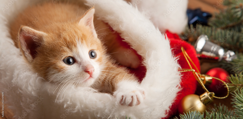 Fototapeta imbirowy kotek w santa hat na tle choinki