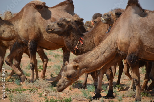 Fototapeta Naklejka Na Ścianę i Meble -  camel mongol