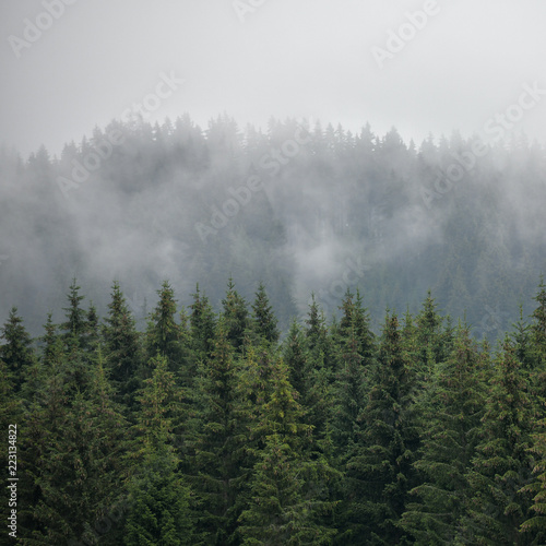Squared image of misty coniferous forest. Firs, larches. Styria mountains, Austria