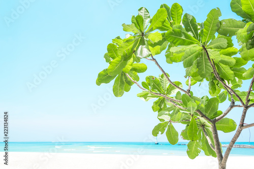 Beautiful white sand beach and tree with island in summer time concept travel, holiday and vacation. Tropical paradise beach nature landscape in Thailand