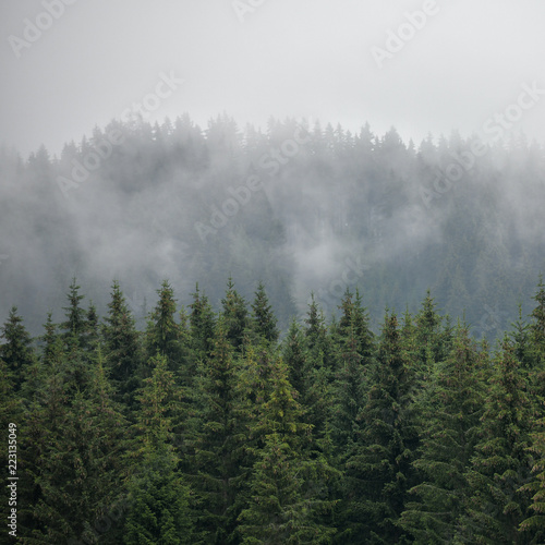Squared image of beautiful coniferous forest. Firs  larches.  Styria mountains  Austria