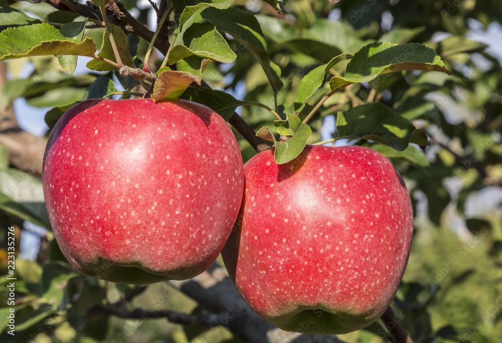 Obraz premium Two red ripe apples hang on a branch of an apple tree