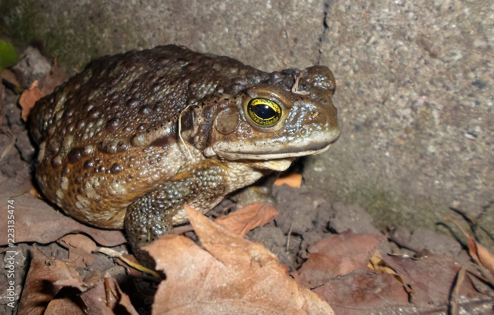 Obraz premium Frogs in the garden