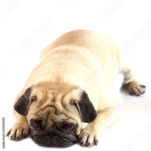 Very sad upset dog pug lying on the white ground. Isolated