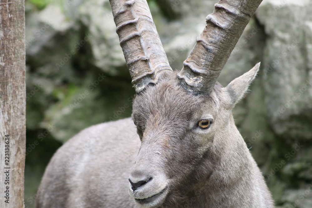 Steinbock