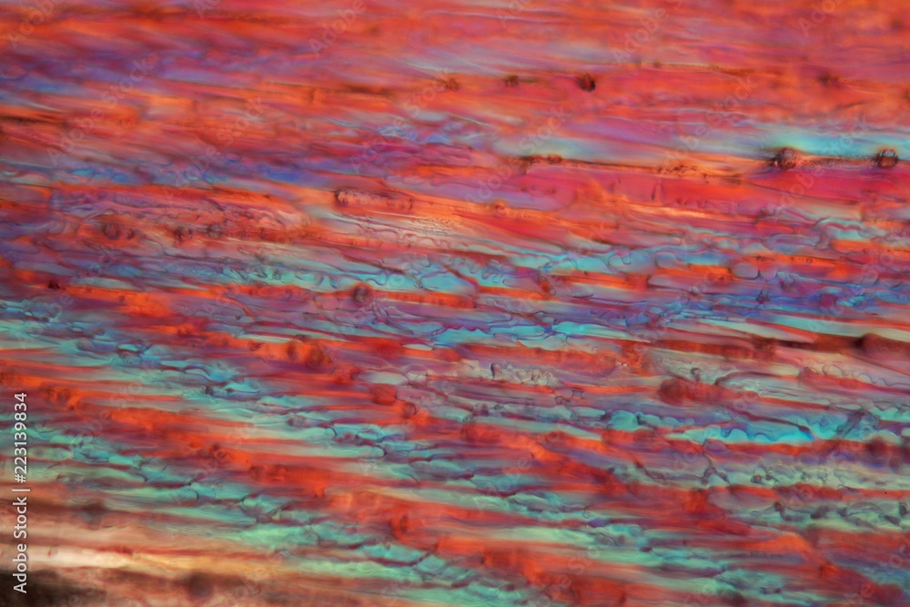 Red wine under a microscope, Pinot Noir Precoce. Red wine under a microscope, Pinot Noir Precoce.