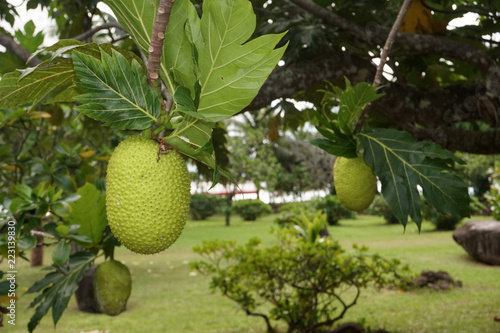 bread tree fruit in polynesia photo