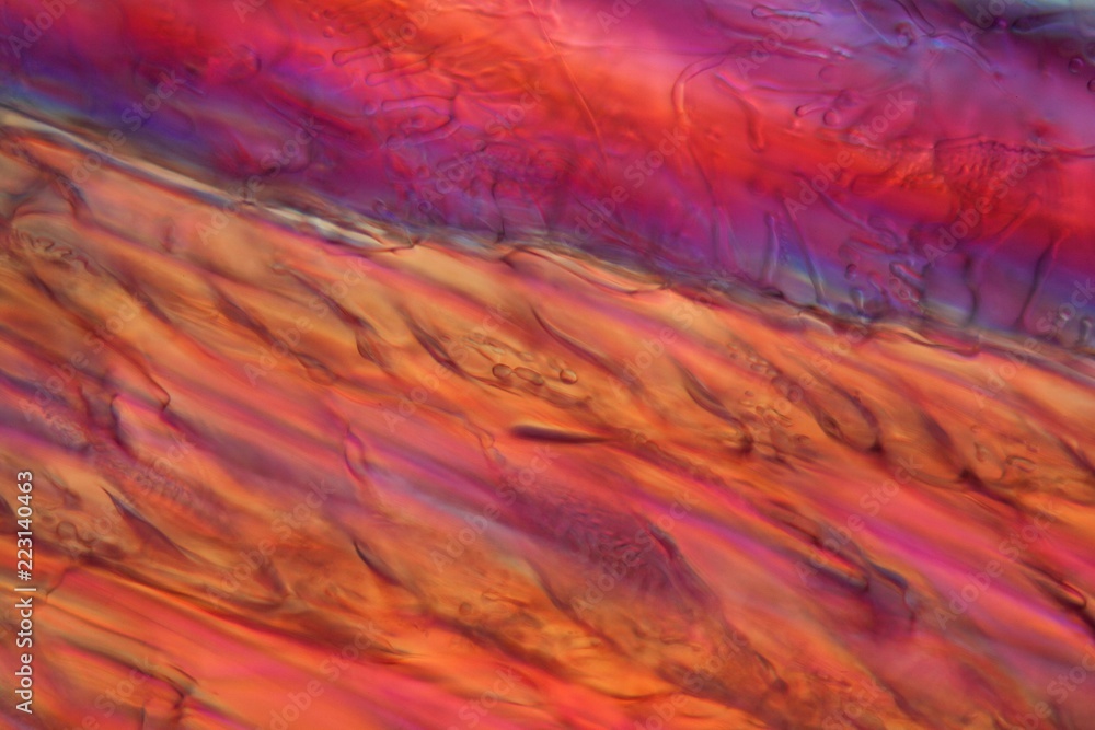 Red wine under a microscope, Zinfandel
