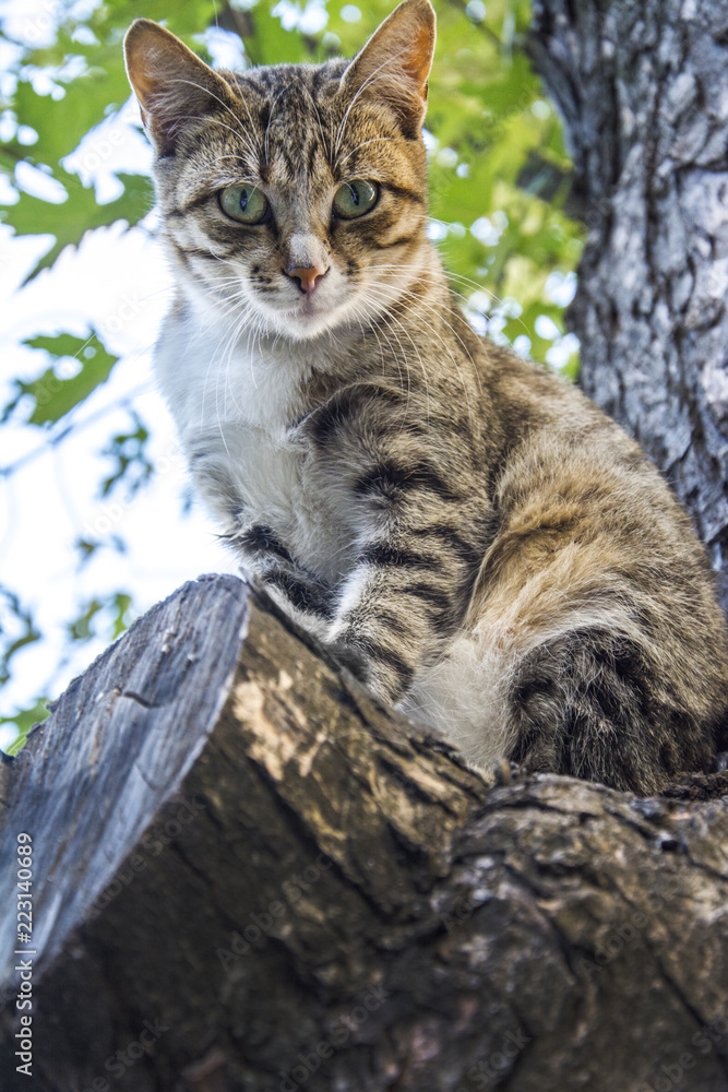 In the summer a cat sits on the tree.