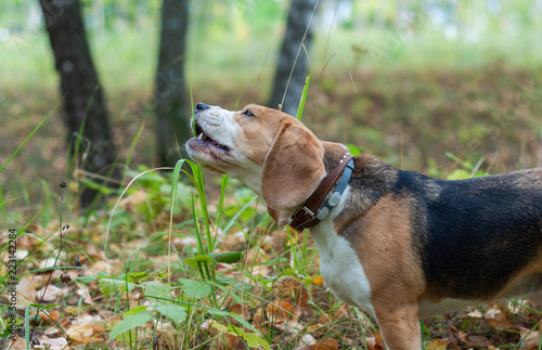 Beagle eats green grass in autumn Park
