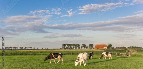 Panorama of cows and a farm in Groningen, The Netherlands