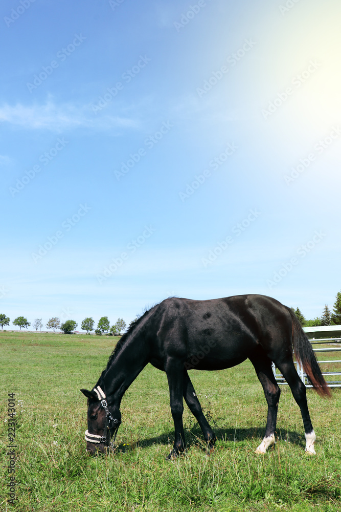 black horse on green grass with copy space