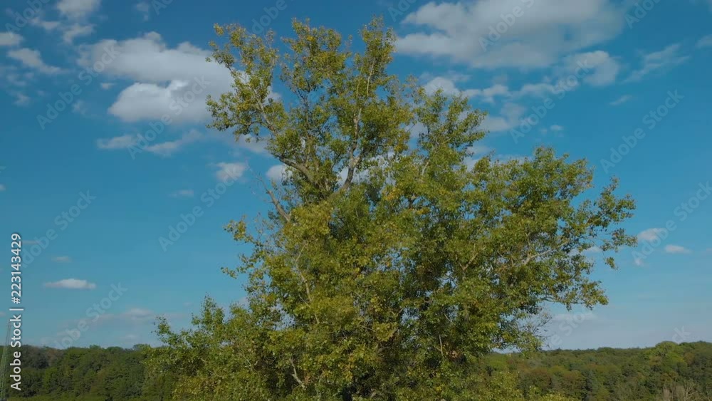 camera moving around the tree against the blue sky camera moving around the tree against the blue sky