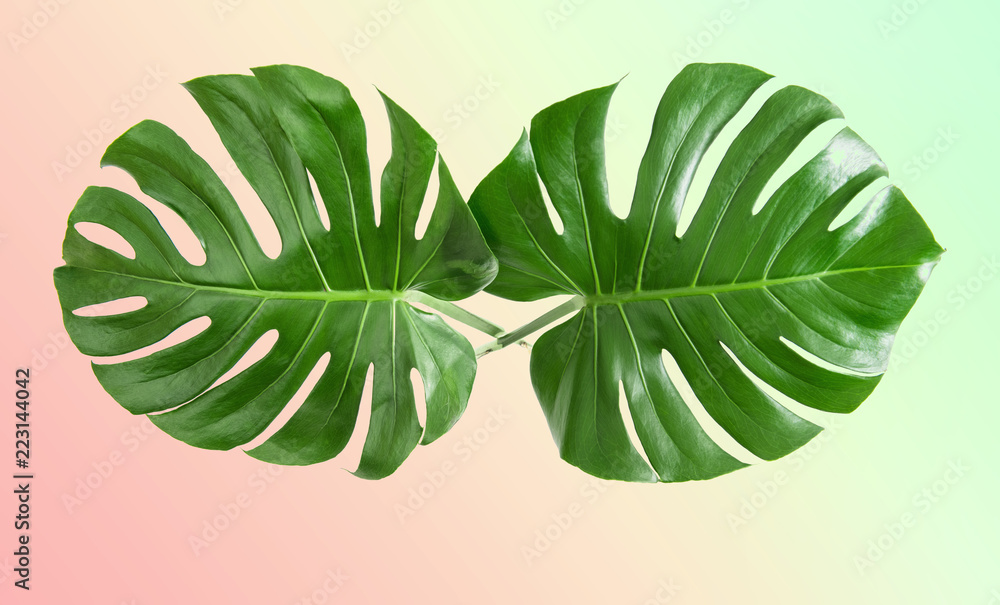 Monstera leaves exotic plant VIntage toned trendy colors