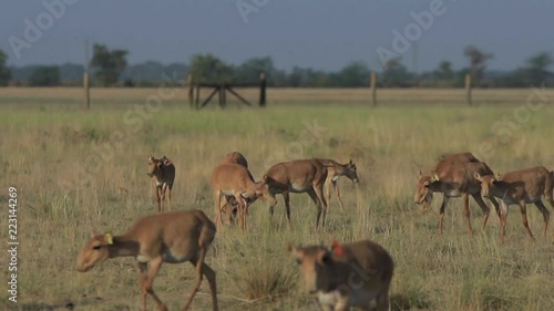 Herd of young saigas graze in a steppe running and jumping together around (50 fps, 1080p)