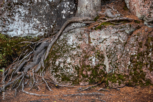 The roots of the old tree on the slope of the rock © savelov