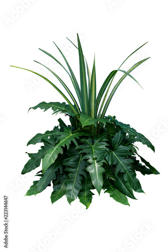 Green leaves tropical foliage plant bush of philodendron  dracaena and fern floral arrangment nature backdrop isolated on white background  clipping path included.