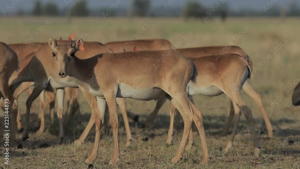Wild saigas growed in conservation walk together in a steppe (50fps, 1080p) Wild saigas growed in conservation walk together in a steppe (50fps, 1080p)