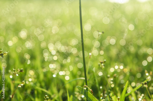 Nature green meadow and waterdrop background