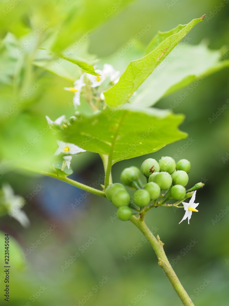 Turkey berry Solanum torvum green vegetable tree in garden on blurred of nature background Turkey berry Solanum torvum green vegetable tree in garden on blurred of nature background
